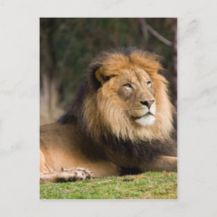 Lion Postcard