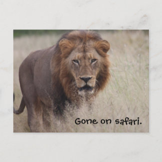 Lion Postcard