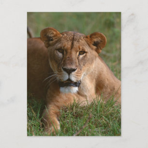 Lion Postcard