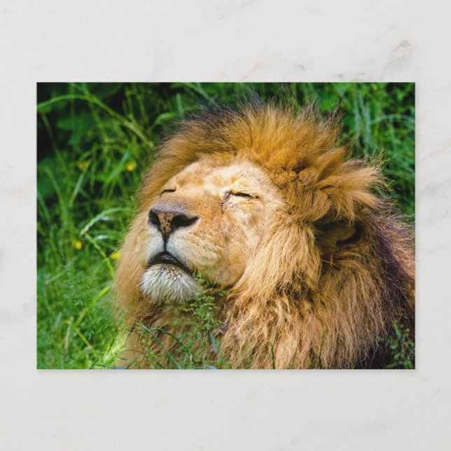 Lion Postcard (Front)
