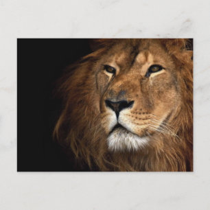 lion postcard