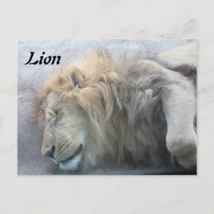 Lion Postcard