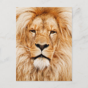 Lion Postcard
