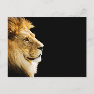 Lion Postcard