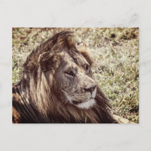 Lion Postcard