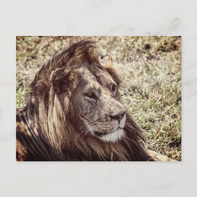 Lion Postcard (Front)