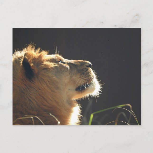 Lion Postcard (Front)