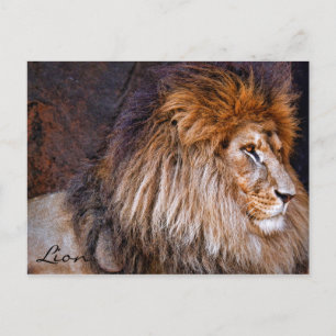 Lion [Postcard] ポストカード Postcard