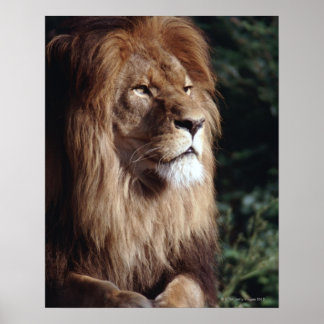 lion poster
