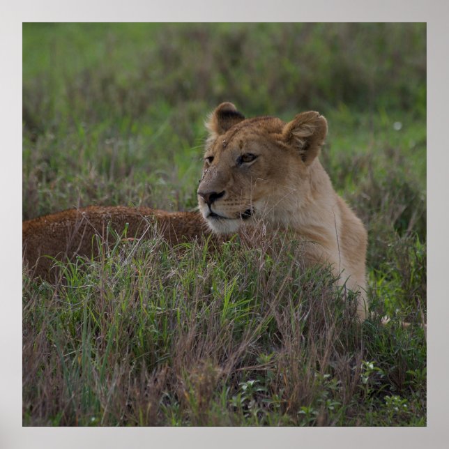 Lion  poster (Front)