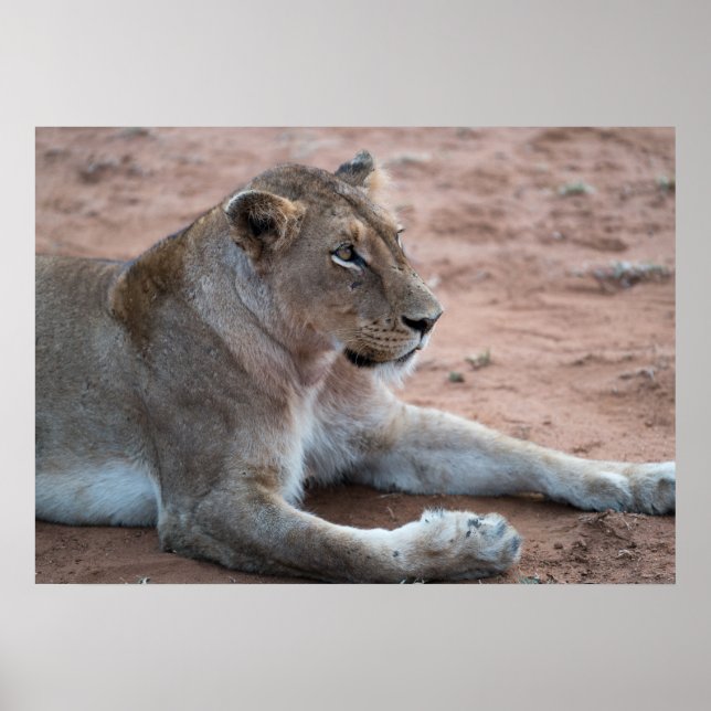 Lion Poster (Front)