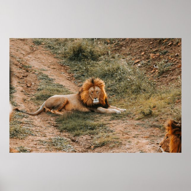 LION POSTER (Front)