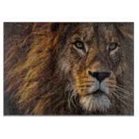Lion Predator Lion