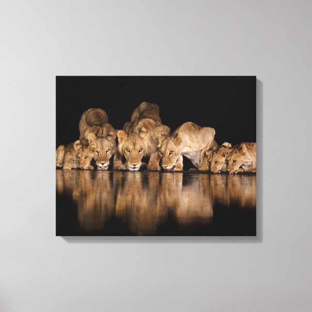 Lion Pride Drinks at the Water Hole at Night Canvas Print (Front)