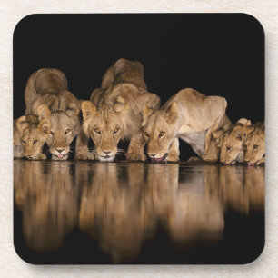 Lion Pride Drinks at the Water Hole at Night Coaster