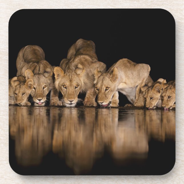 Lion Pride Drinks at the Water Hole at Night Coaster (Front)
