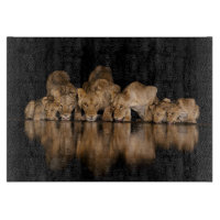 Lion Pride Drinks at the Water Hole at Night