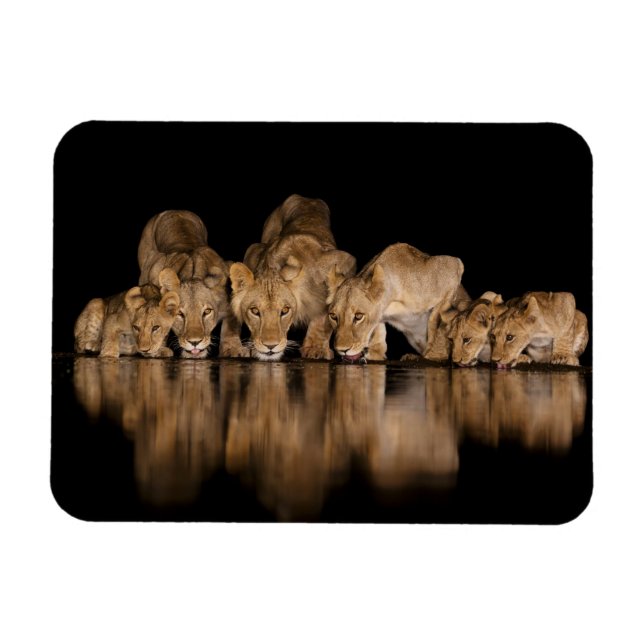 Lion Pride Drinks at the Water Hole at Night Magnet (Horizontal)
