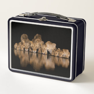Lion Pride Drinks at the Water Hole at Night Metal Lunch Box
