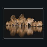 Lion Pride Drinks at the Water Hole at Night Postcard<br><div class="desc">Africa,  East Africa,  Kenya,  Great Rift Valley,  Olkirimatian Conservancy,  lion,  Panthera leo.  A lion pride drinks at the water hole at night.</div>