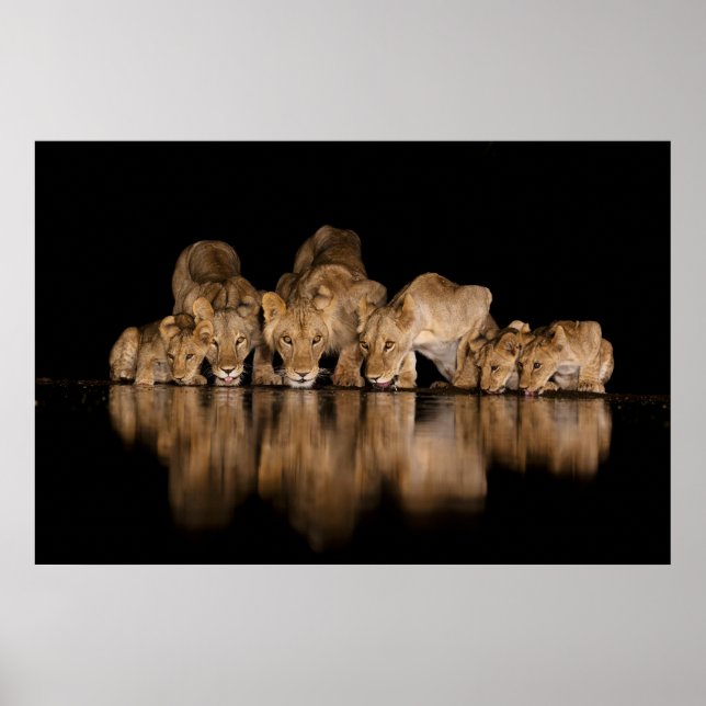 Lion Pride Drinks at the Water Hole at Night Poster (Front)
