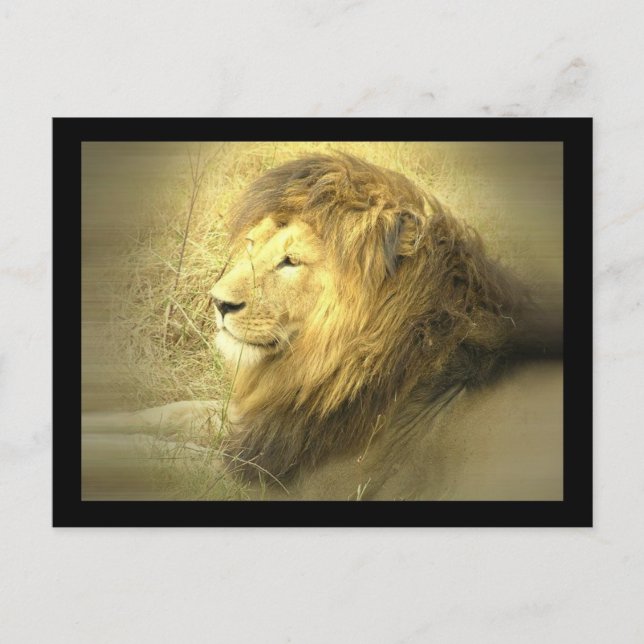 Lion Pride Postcard (Front)