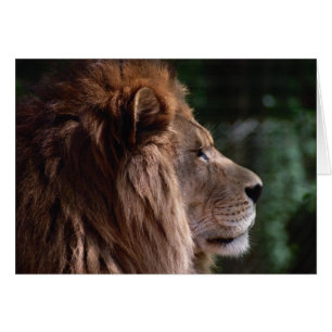 lion profile