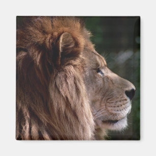 Lion profile magnet