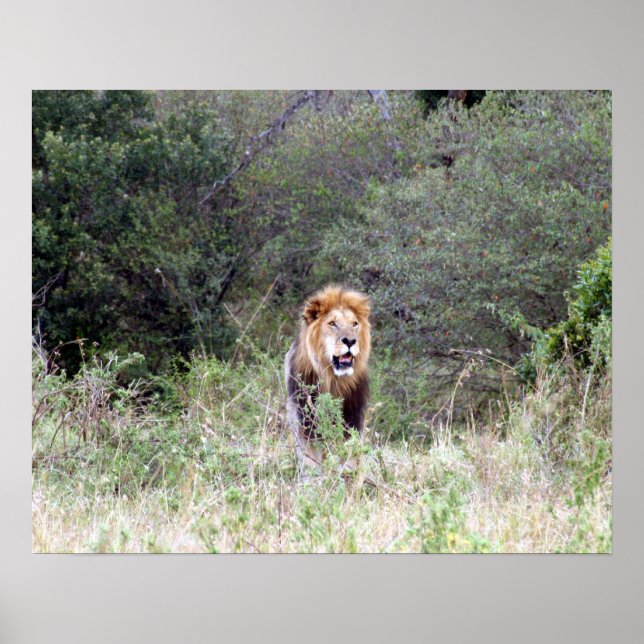 lion proud poster (Front)