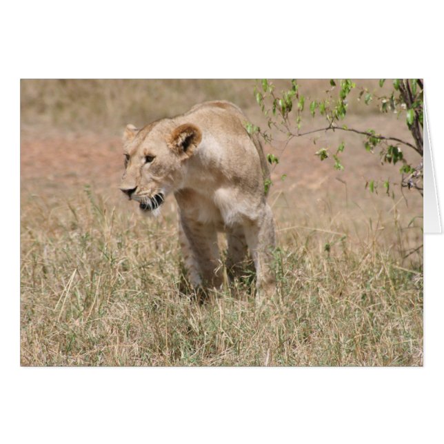 lion prowl (Front Horizontal)