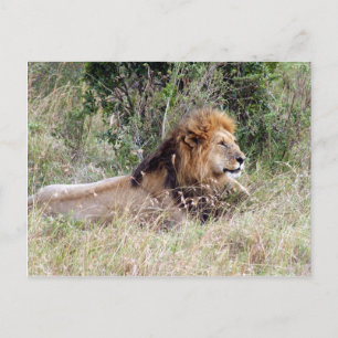 lion relax postcard