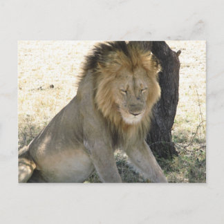 Lion Resting Postcard