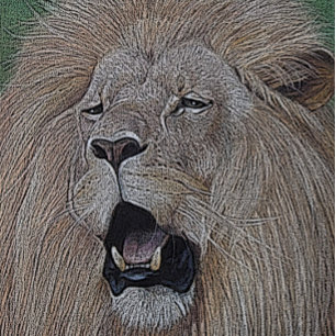 lion roaring big cat wildlife realist art hip flask