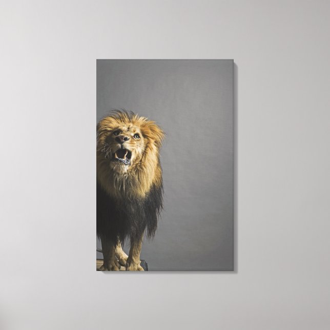 Lion roaring canvas print (Front)