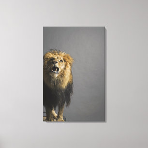 Lion roaring canvas print