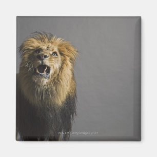 Lion roaring magnet