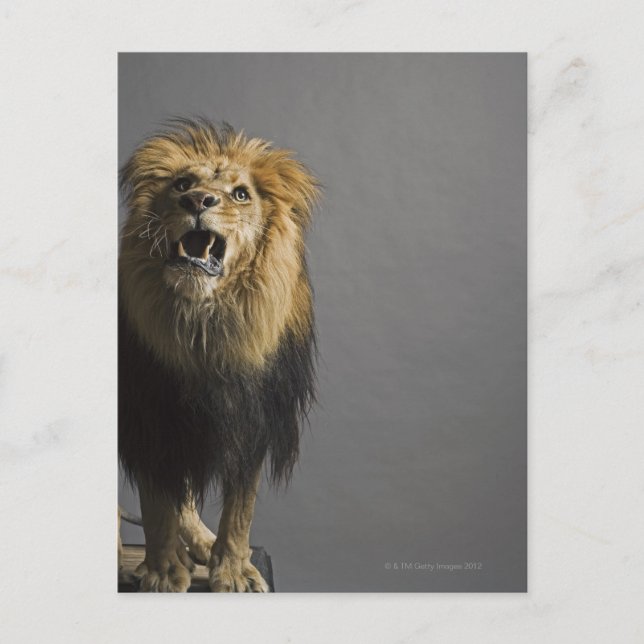 Lion roaring postcard (Front)