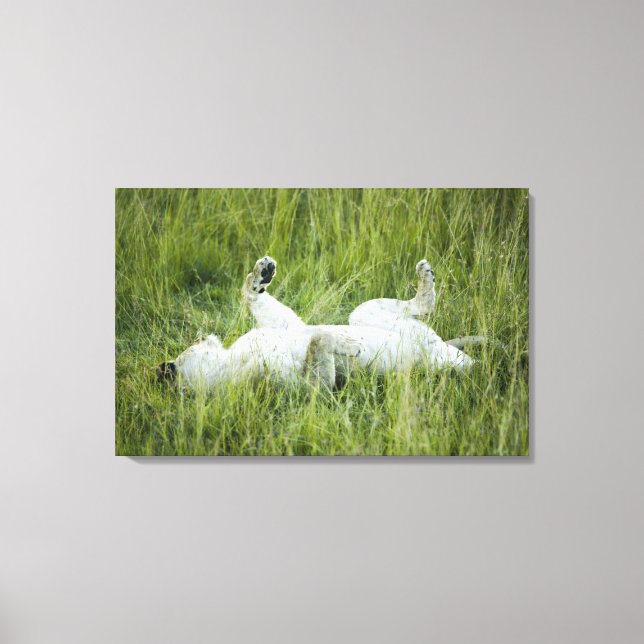 Lion rolling in the tall grass, Africa Canvas Print (Front)