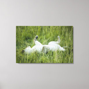 Lion rolling in the tall grass, Africa Canvas Print