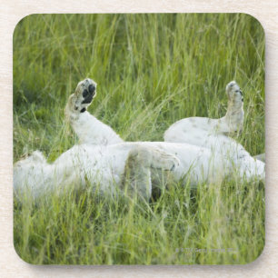 Lion rolling in the tall grass, Africa Coaster