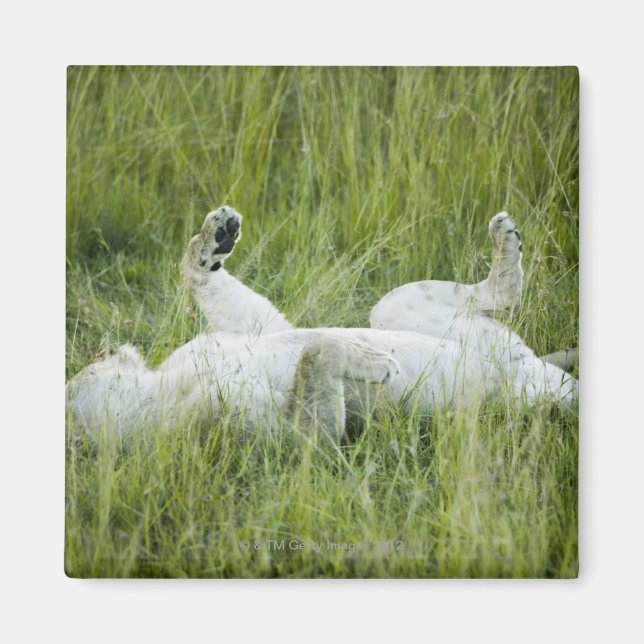 Lion rolling in the tall grass, Africa Magnet (Front)