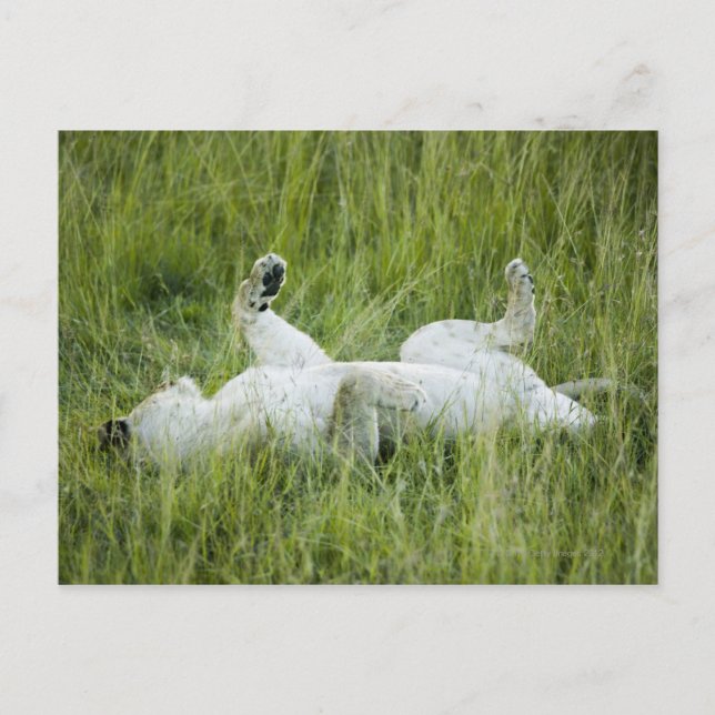 Lion rolling in the tall grass, Africa Postcard (Front)