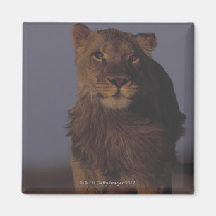 Lion Running Magnet