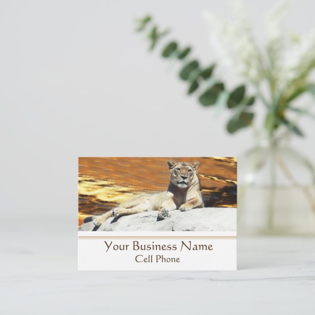 Lion Sitting on Rock Stunning Sunset Business Card (Standing Front)