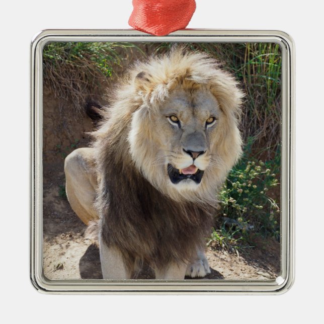 Lion sitting on the rocks   metal tree decoration (Front)