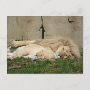 Lion sleeps tonight in your arms postcard