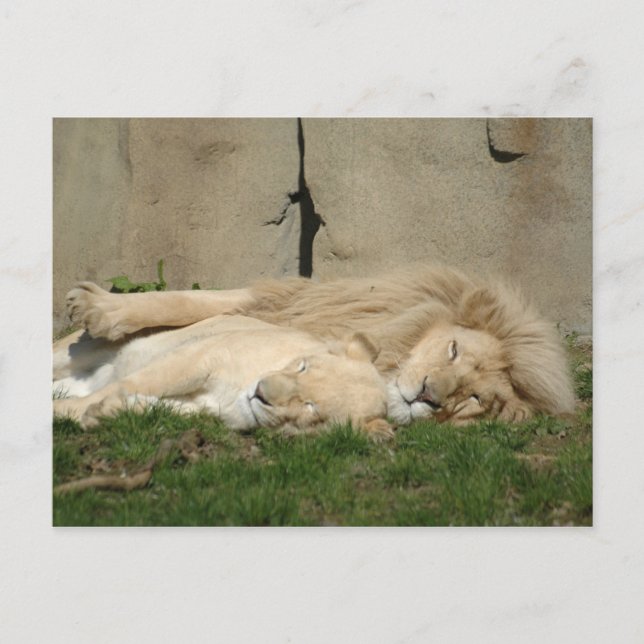 Lion sleeps tonight in your arms postcard (Front)