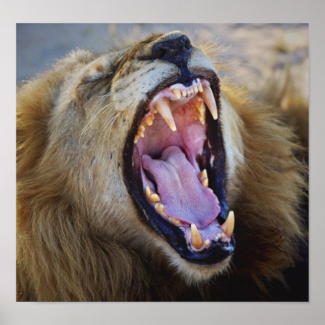Lion Snarling wild poster, print, photograph Poster (Front)