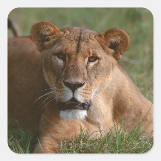 Lion Square Sticker (Front)