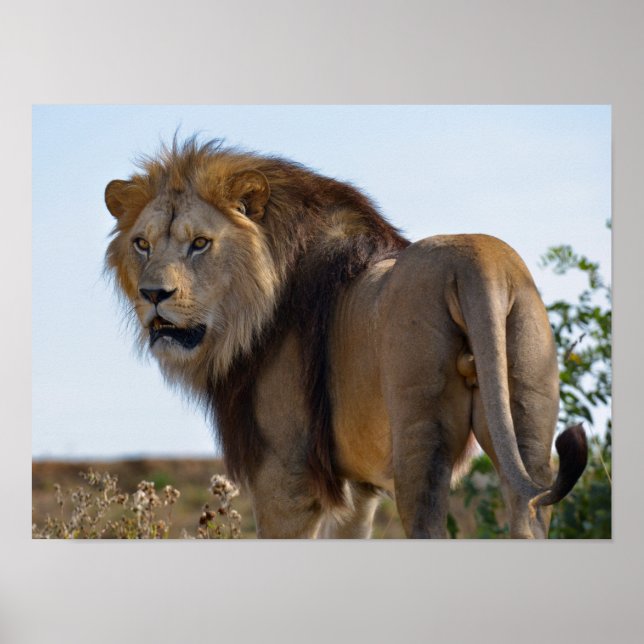 Lion standing among vegetation and seen from back poster (Front)